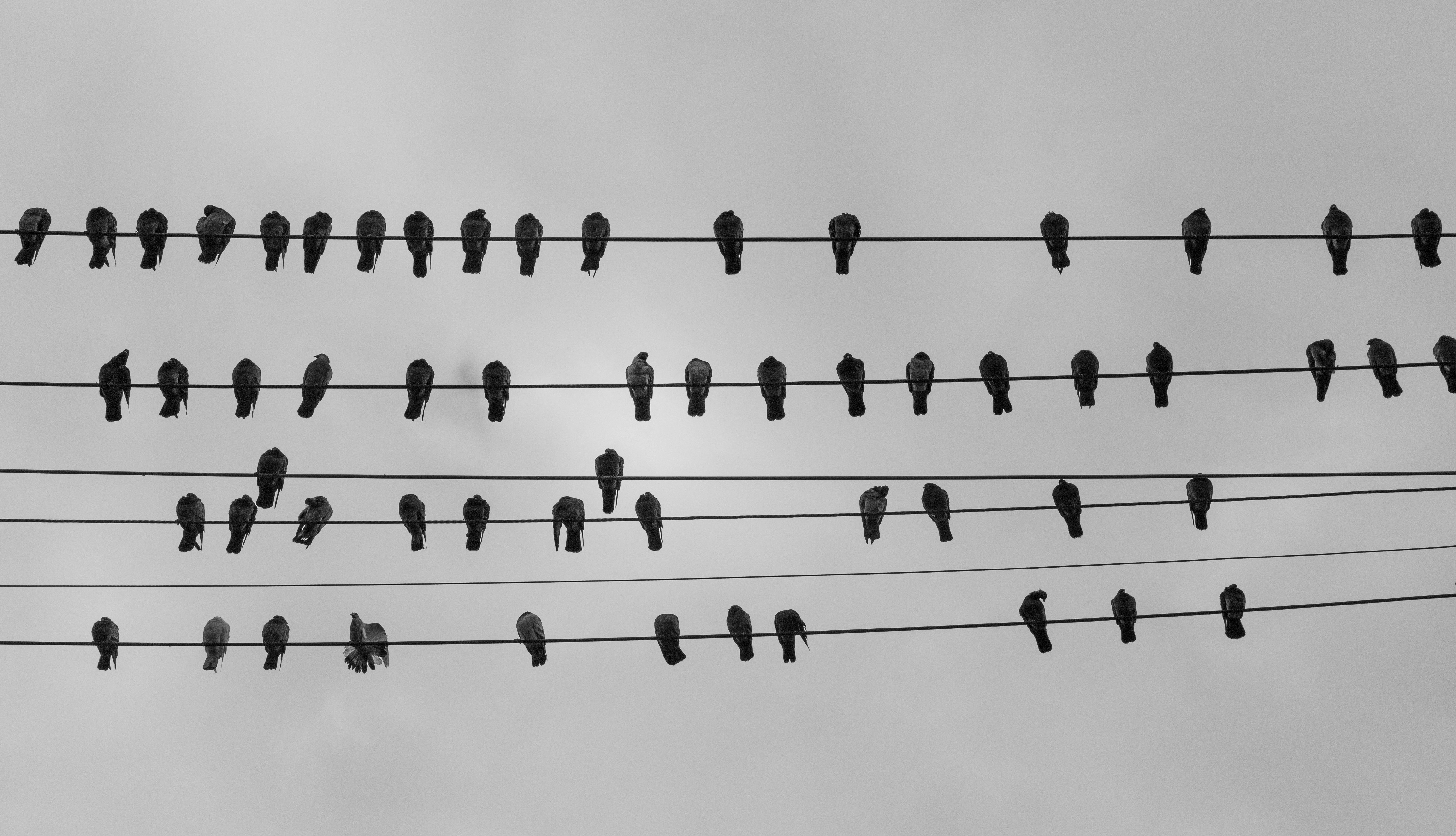 Flock of birds as a self-organizing community